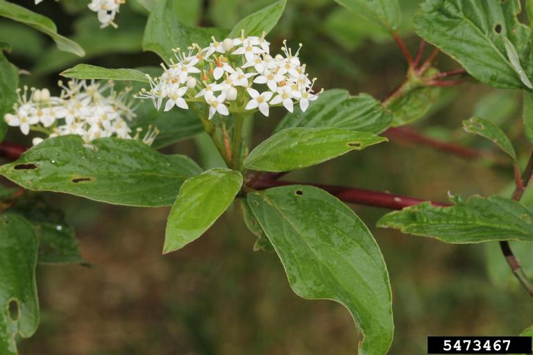 Flowers and leaves of a red-osier dogwood.